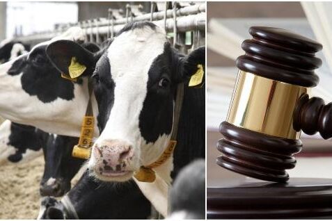 Djuren på bilden har inget med händelsen att göra. Arkivbild.