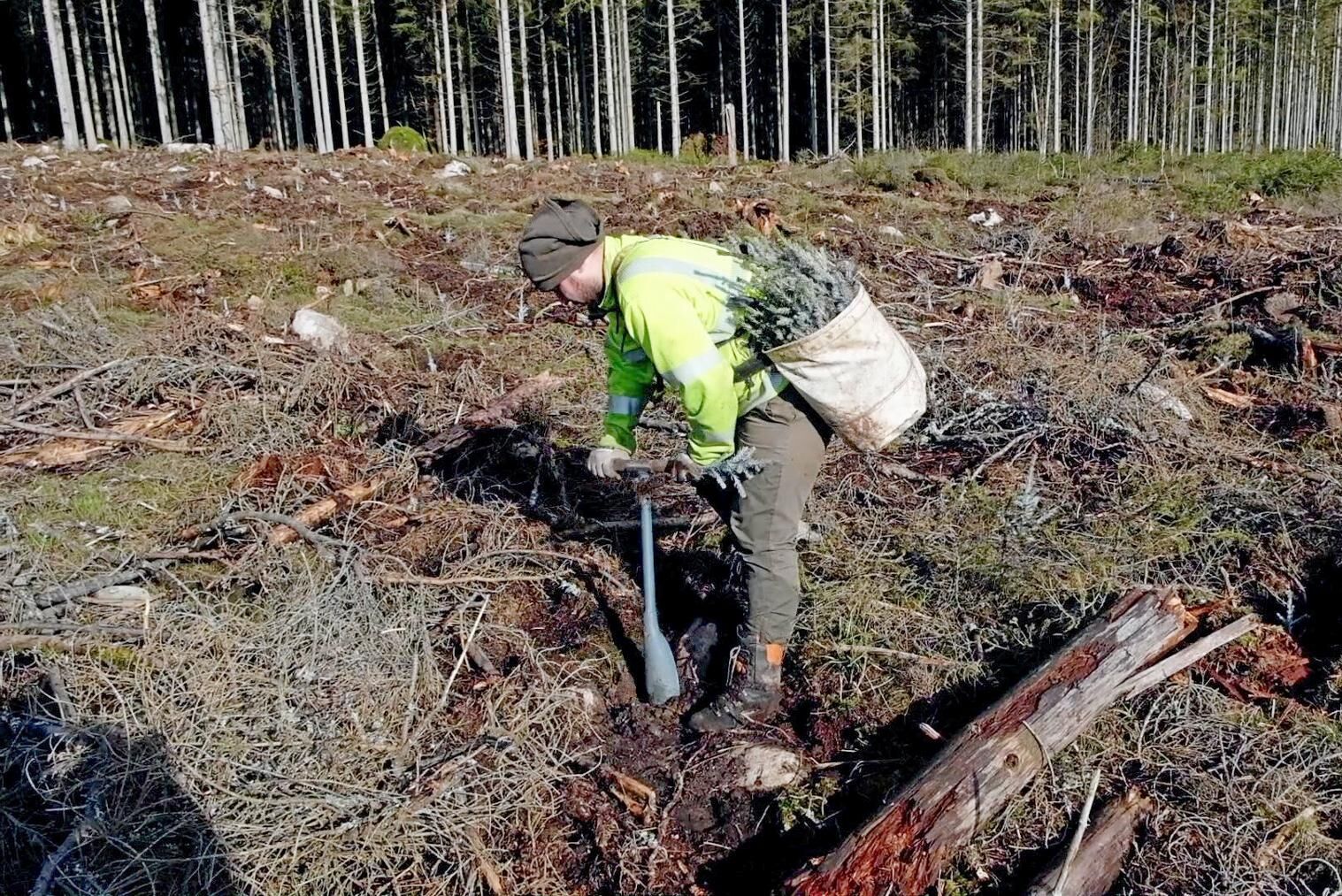 Från och med på måndag är det fritt fram för säsongsarbetare från andra länder att komma till Sverige för att till exempel plantera skog.