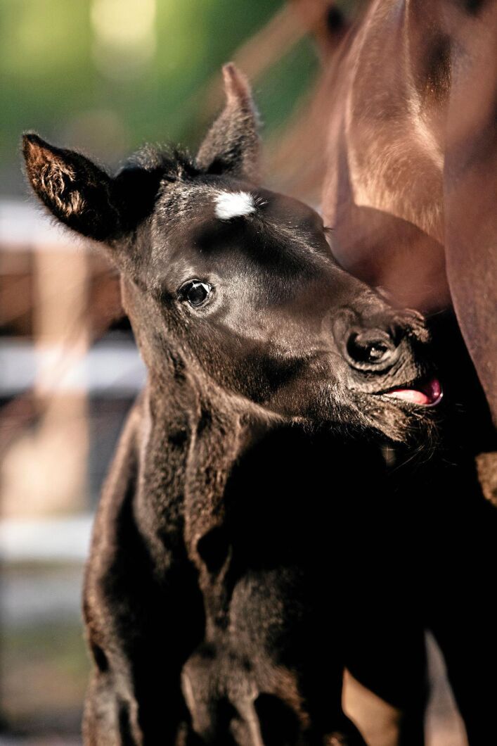 3:e pris. Mikael Svärdh i Rättvik fångade ett fint motiv där travhingsten Walk the Walk är pappa till det här svarta lilla fölet. Uppfödare är Dalecarlia Stables.
