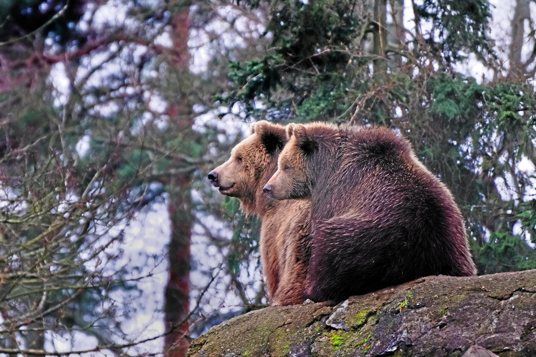 Björnstammen är just nu rekordstor i Sverige. Genrebild