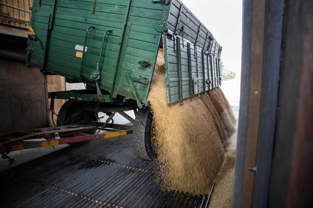 Det maltkorn som lämnats i Södra Åby har hållit en proteinhalt på 10-11 procent.