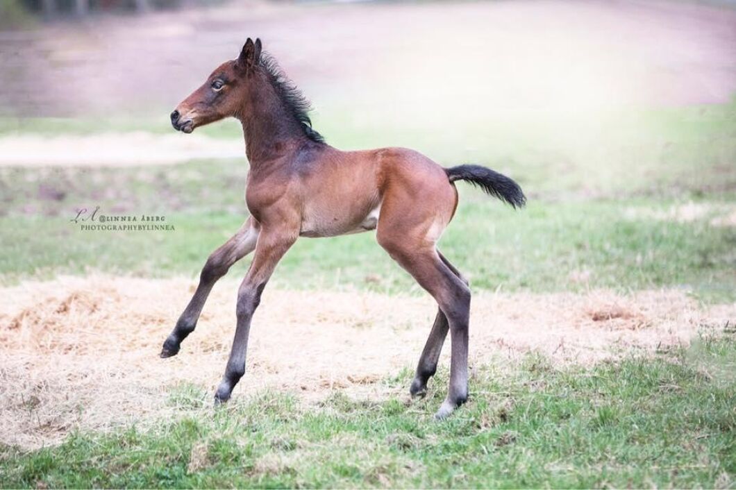 Linnea Åberg använder sig av ett eget bildspråk när hon fotograferar hästar.