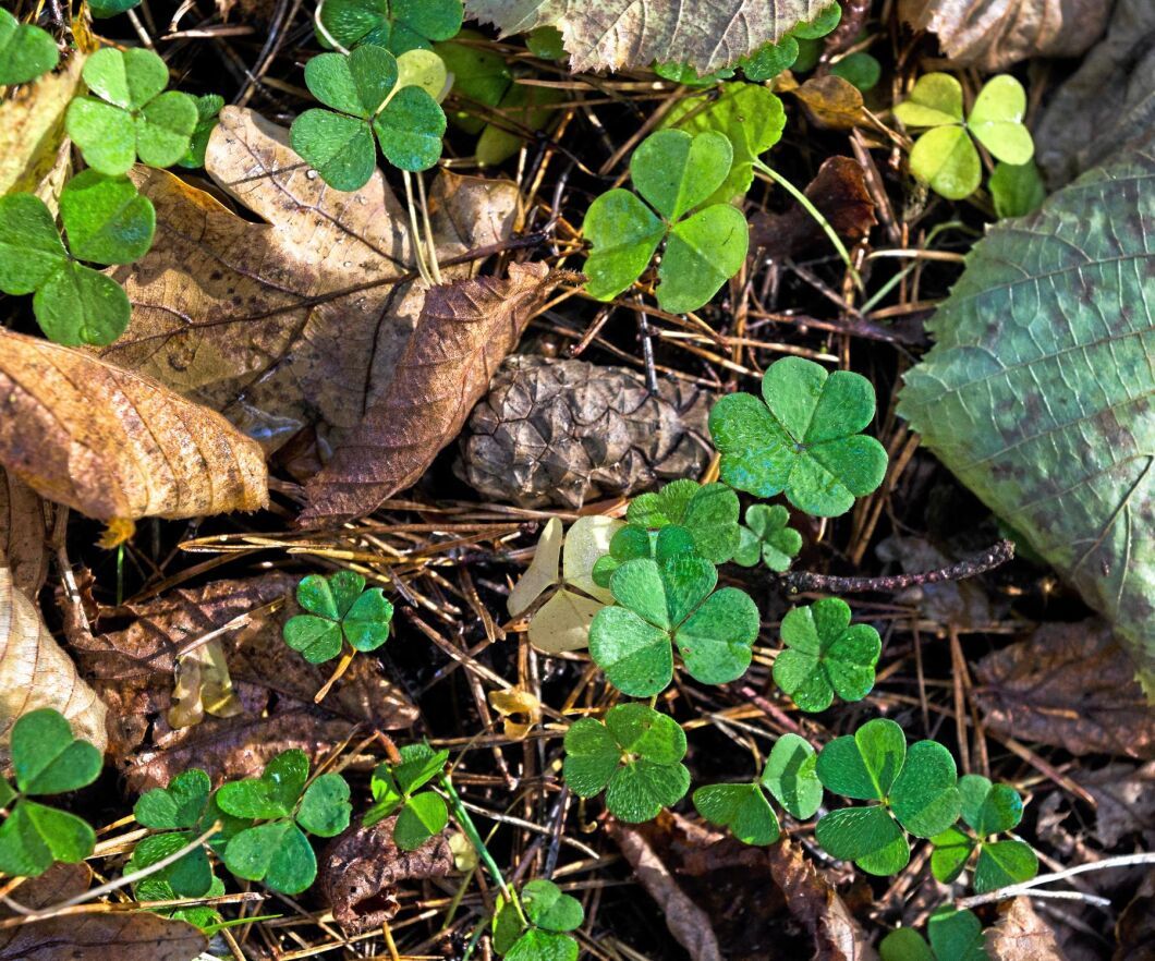 Harsyrans blad är ätbara och har en syrlig smak.
