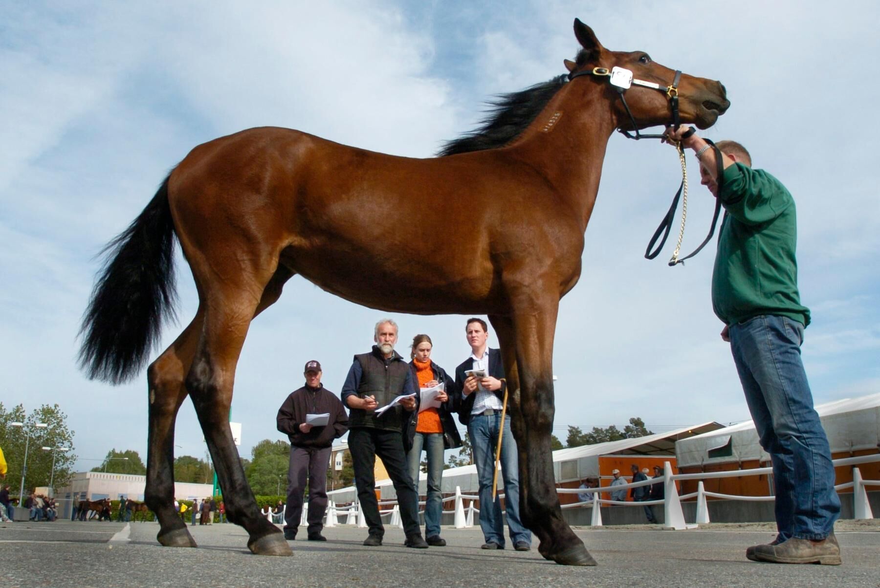 Elitauktionen vid Bredden i Upplands Väsby 2005. Auktionen för varmblodiga travhästar brukar alltid locka en stor publik och intresserade köpare.