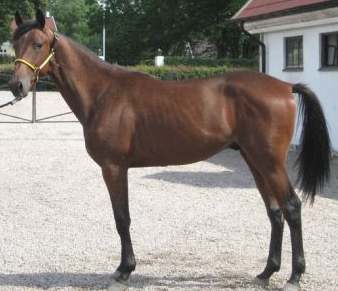 Bäst betalt blev det för Champ Lane, uppfödd av Prestera International som har sina hästar på Brodda stuteri i Skåne.