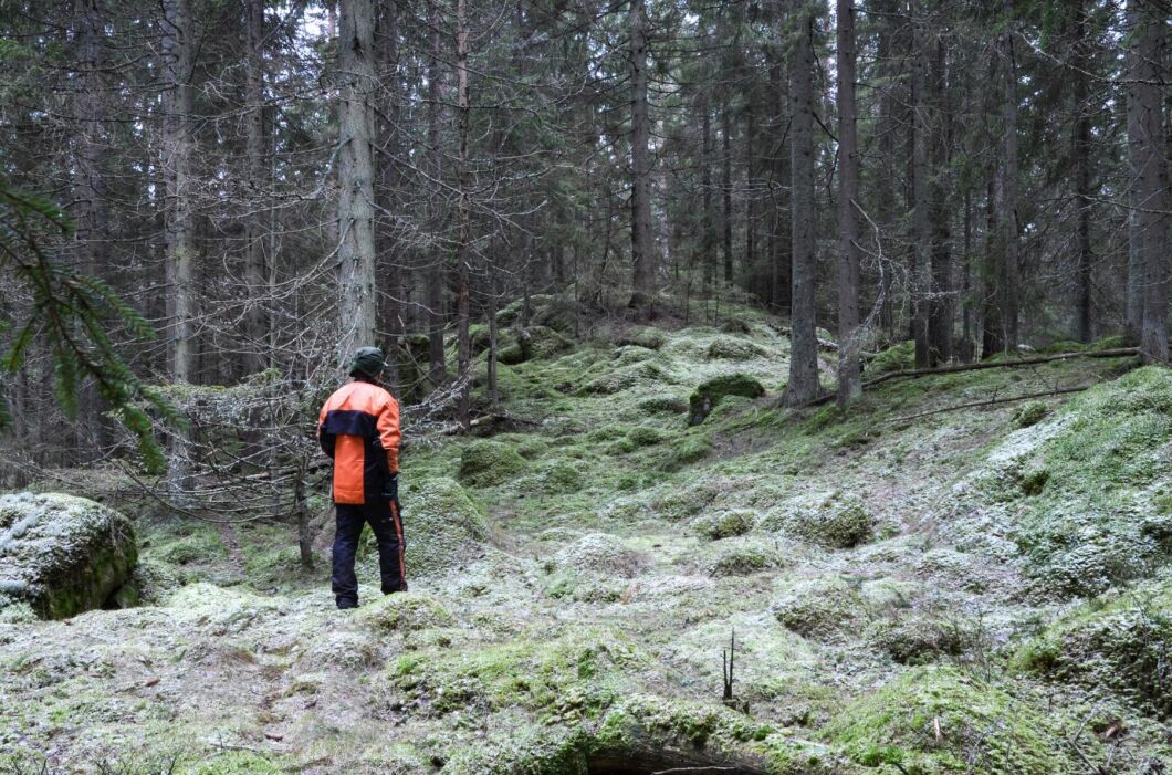 De som utbildar sig till skogsmästare och jägmästare kan enligt rapporten se fram emot en bra arbetsmarknad med mycket låg arbetslöshet.