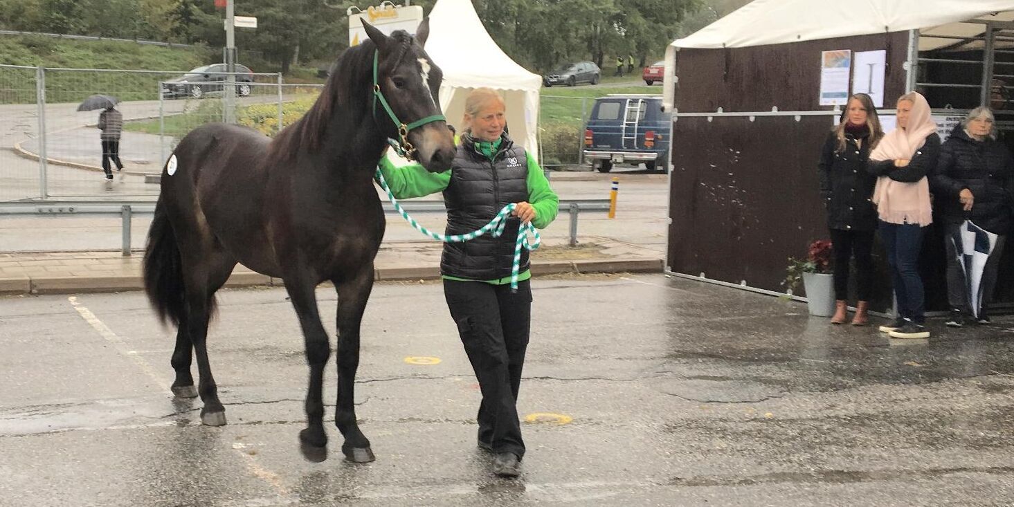 Crussi Dull, uppfödd av Menhammar Stuteri, väckte intresse och blev sedan dyraste kallblod när Kriterieauktionens första dag av tre genomfördes.
