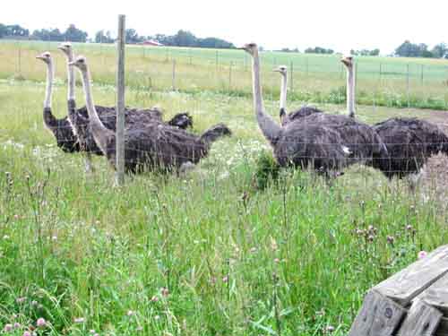 Strutsveteran vann pris för miljöpatos