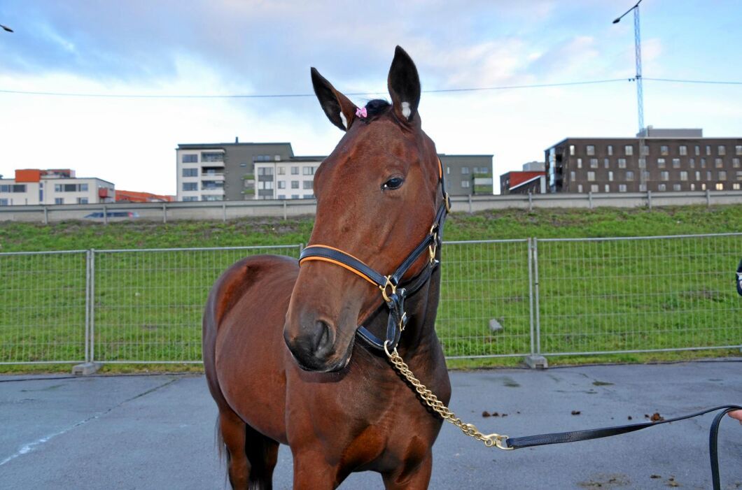 Näst bäst betalt på auktionen blev det för Malvha Ha, uppfödd av Håkan Karlsson, och som såldes för 275 000 kronor.