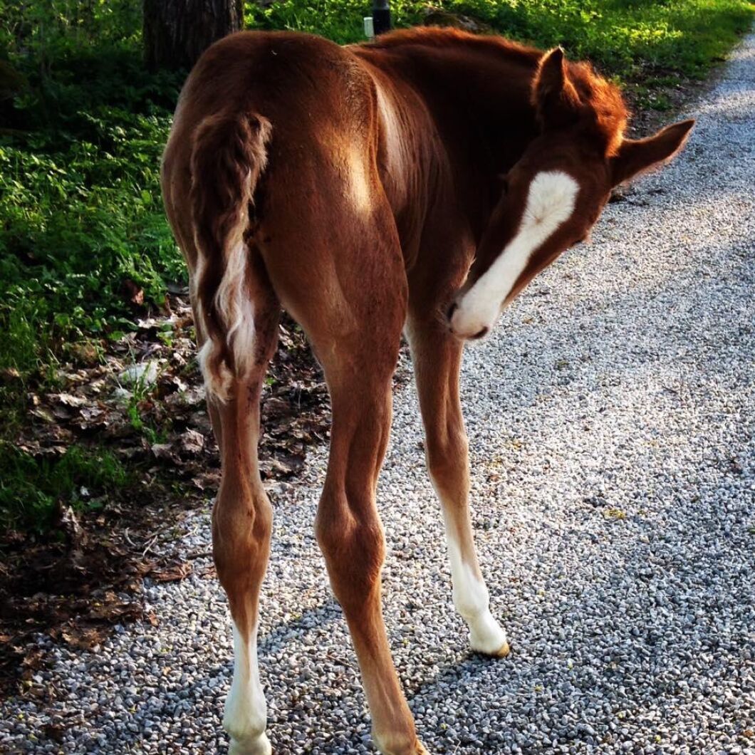 Elin Asp fångade fuxfölet på bild.