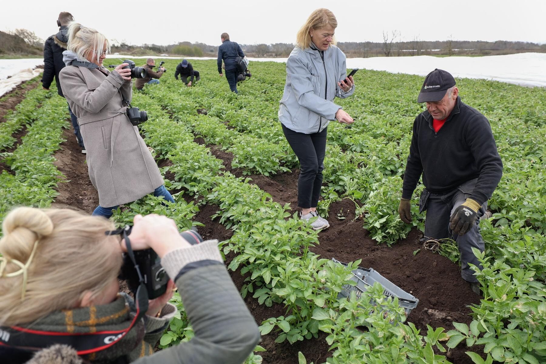 Det är lika stort intresse för de första potatisarna varje år.