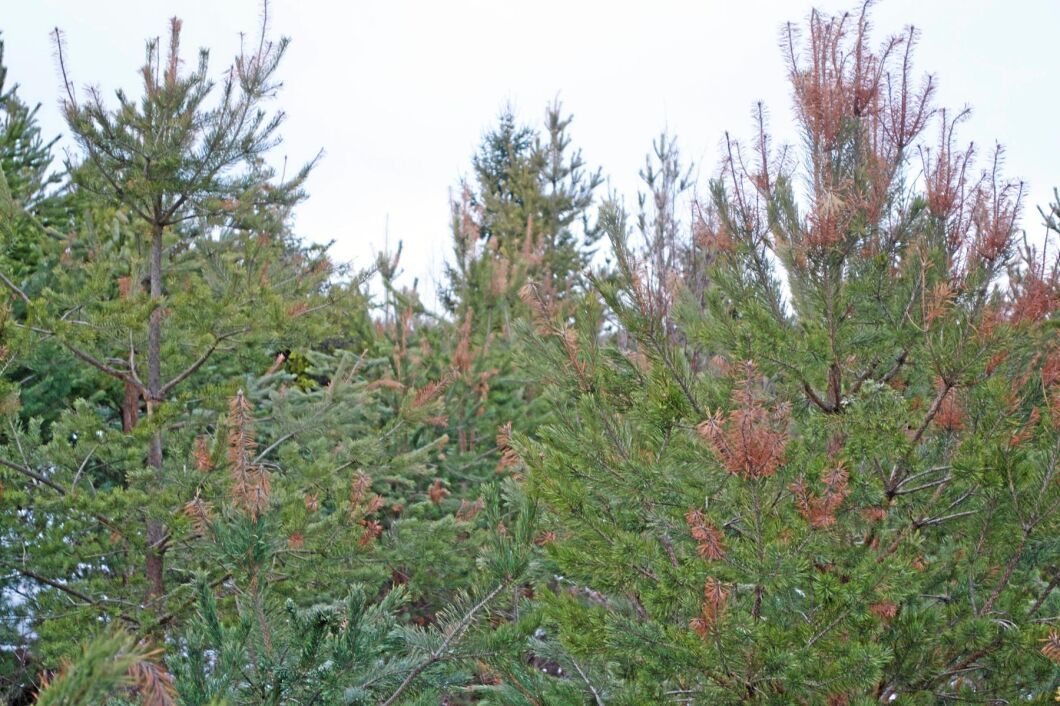 Både forskarna vid SLU och Skogsstyrelsen vill att Sten Ivan Danielsson tar ner det angripna tallbeståndet, flisar och bränner det. Med det skulle bli dyrt, och det är Sten Ivan som får stå för kostnaden.