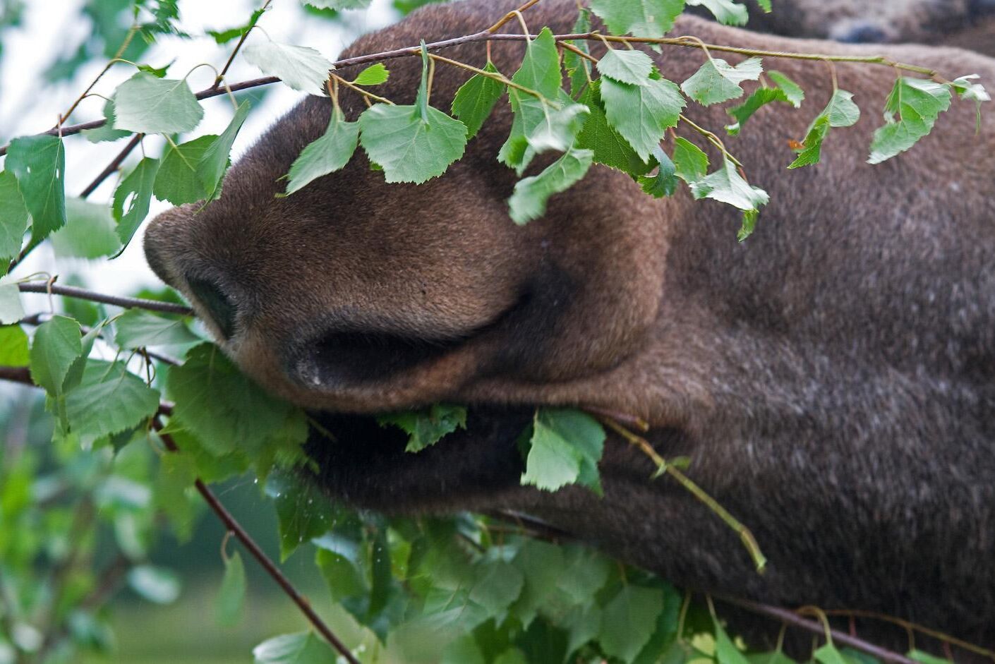 Genom ett bättre samarbete mellan skogsägare och jaktlag hoppas Skogsstyrelsen att betesskadorna ska minska.