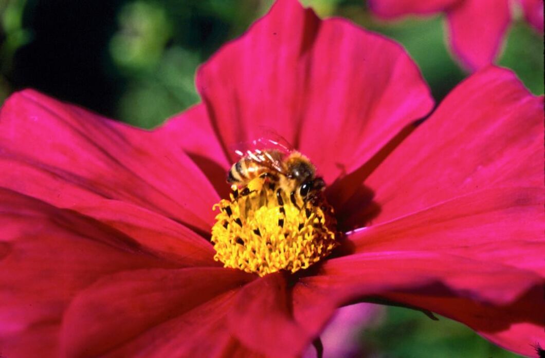 Bin, humlor och andra typer av pollinerare blir allt färre i Sverige.