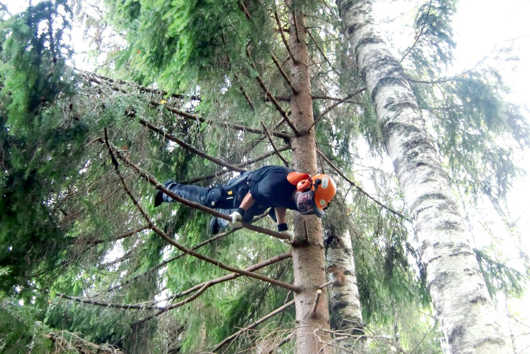 "När jag är ute och jobbar i min skog hoppar jag ibland upp i en gran och gör lite chins", säger skogsägaren Kjell Ribers.