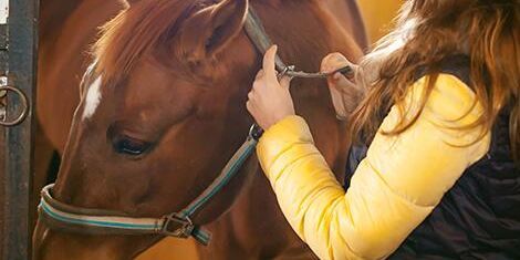 Satsar på HVB-hem med hästar