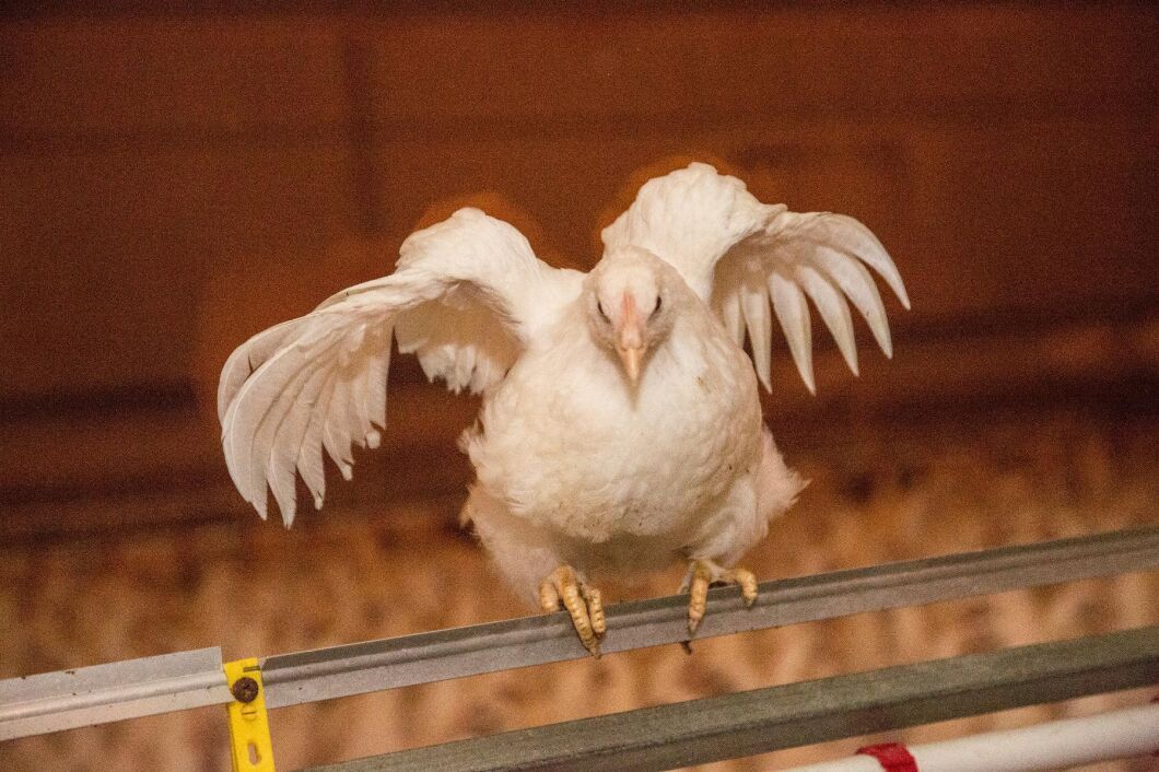 Den fågelinfluensa som härjar i södra Sverige är dödligare och sprids snabbare än tidigare fågelinfluensor.
