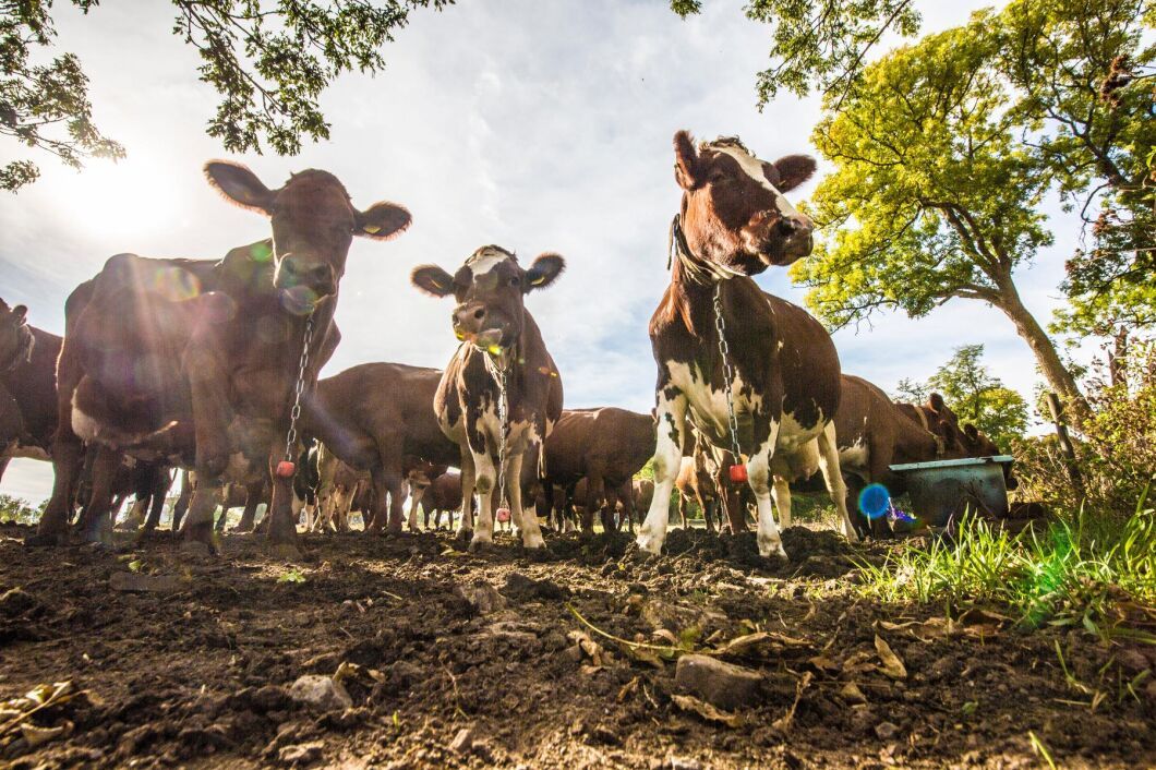 Arla höjer för sjunde månaden i rad.
