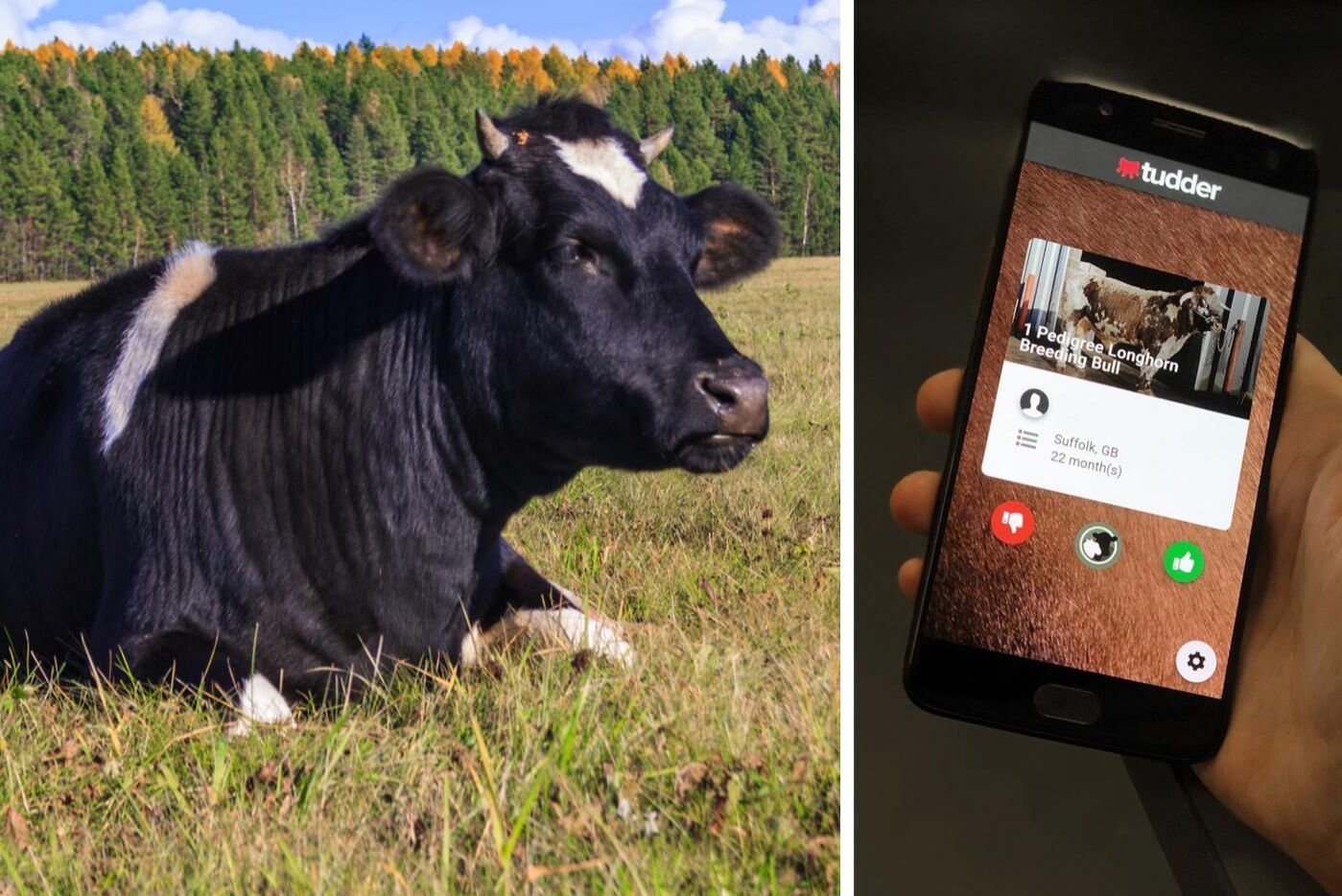 Appen har tagit stor inspiration från dejtingappar.