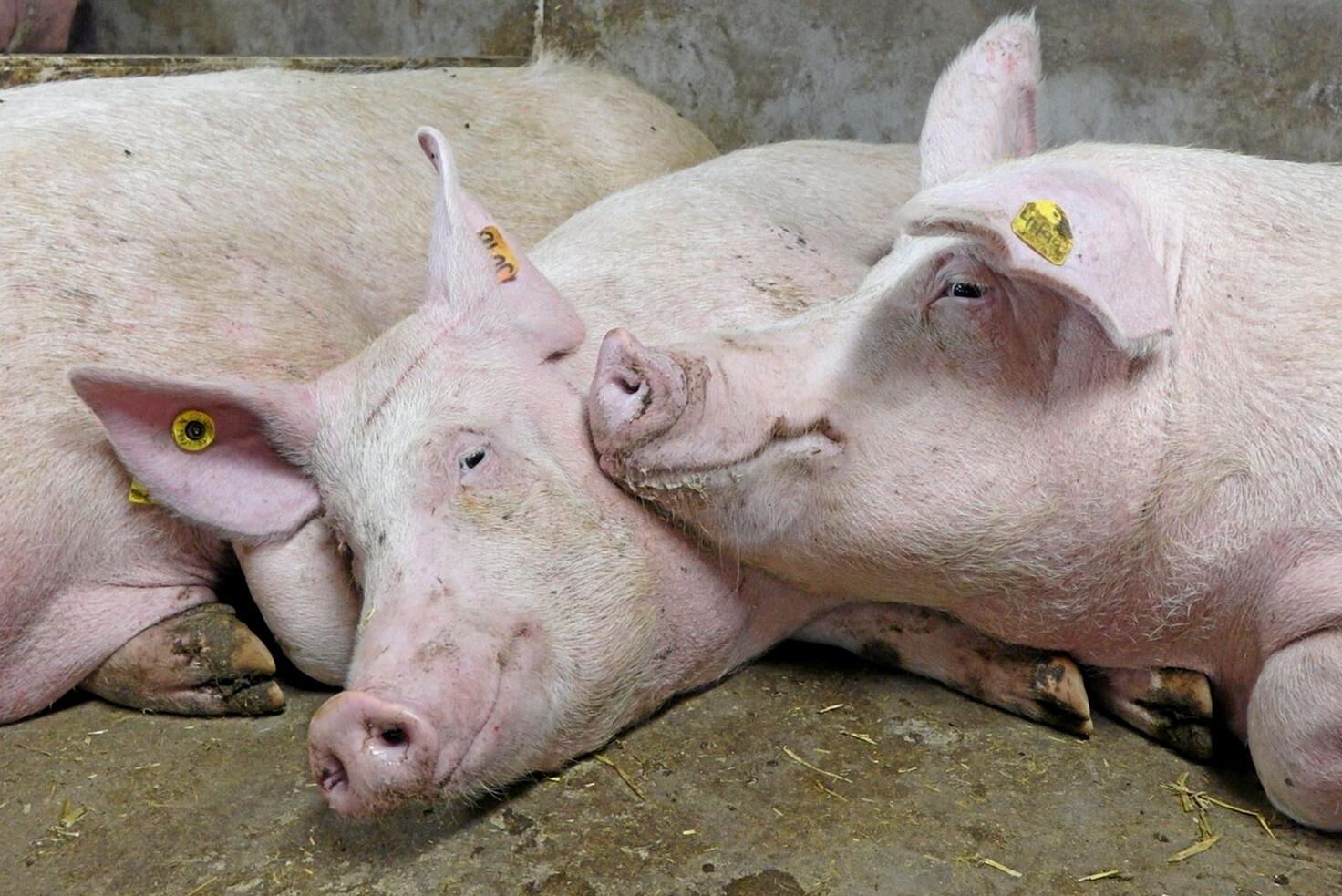 Forskning visar att grisar blir stressade och känner smärta när de bedövas med koldioxid före slakt.