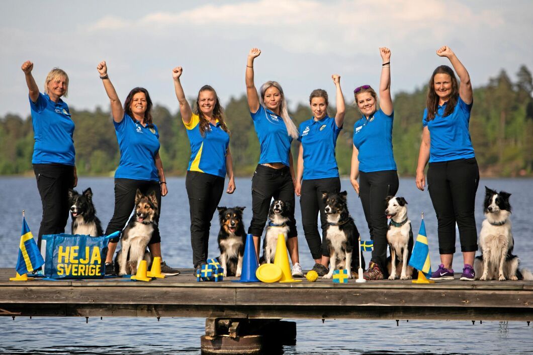 Det svenska lydnadslandslaget 2018. Från vänster: Maria Brandel Hagström med App, Madelaine Eriksson och Seven, Diana Samuelsson och Dio, Sarah Karlsson och Exxi, Louise Jonsson och Snipe, Michelle Holmlund och Peak samt Fatima Spaho och Wimze.
