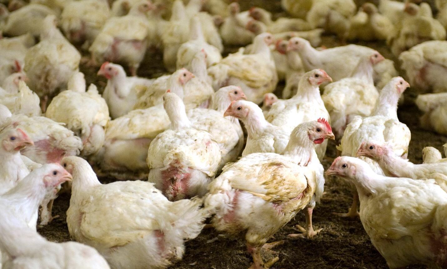 ARKIVBILD. En transport med kycklingar har vält på vägen mellan Katrineholm och Vingåker.