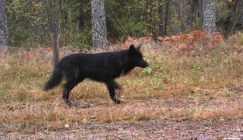 En av de misstänkta varghundarna som fångats på bild av länsstyrelsens kameror.
