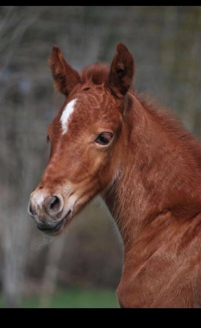 Ett vackert porträtt. Foto: Linda Björeman.