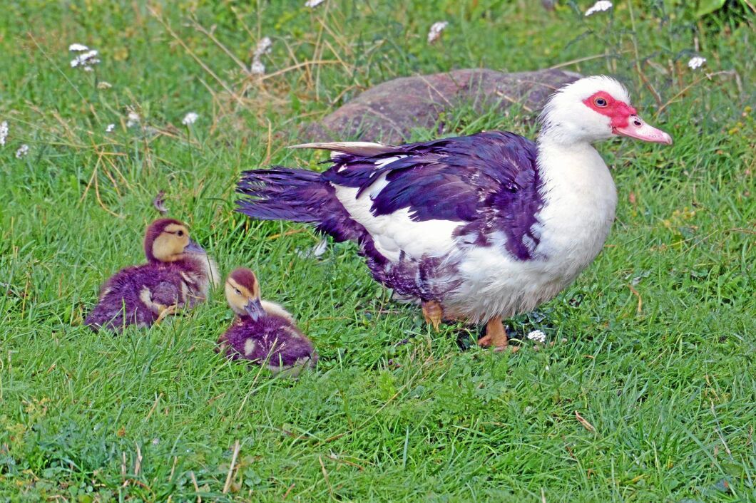 Nya fågelbesättningar har drabbats av fågelinfluensa.