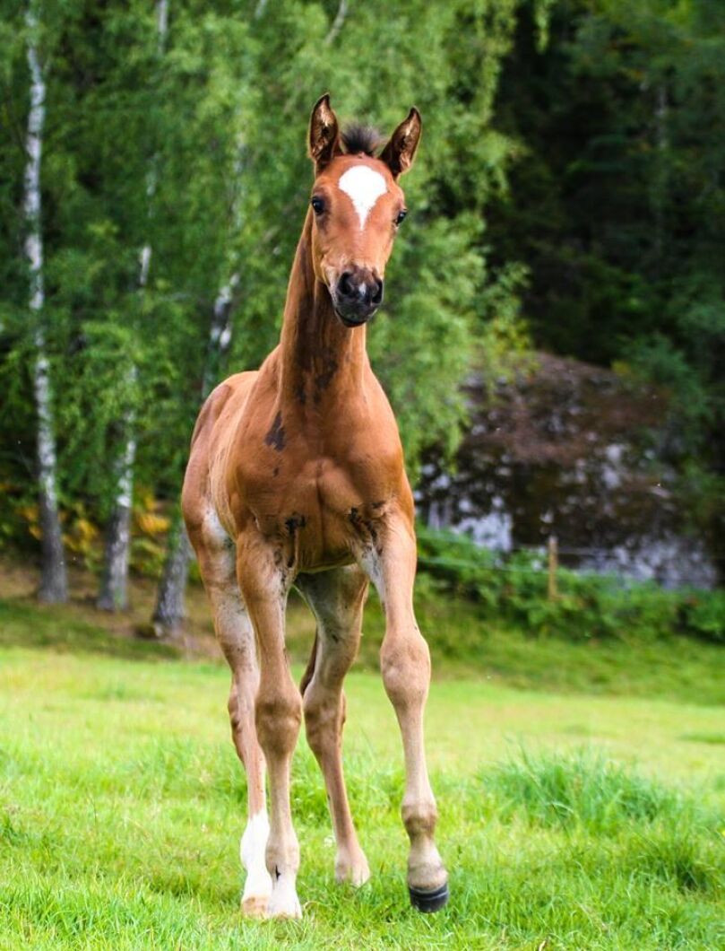 Det går nog aldrig att tröttna på att ta bilder på föl. Foto: Emma Lundin.