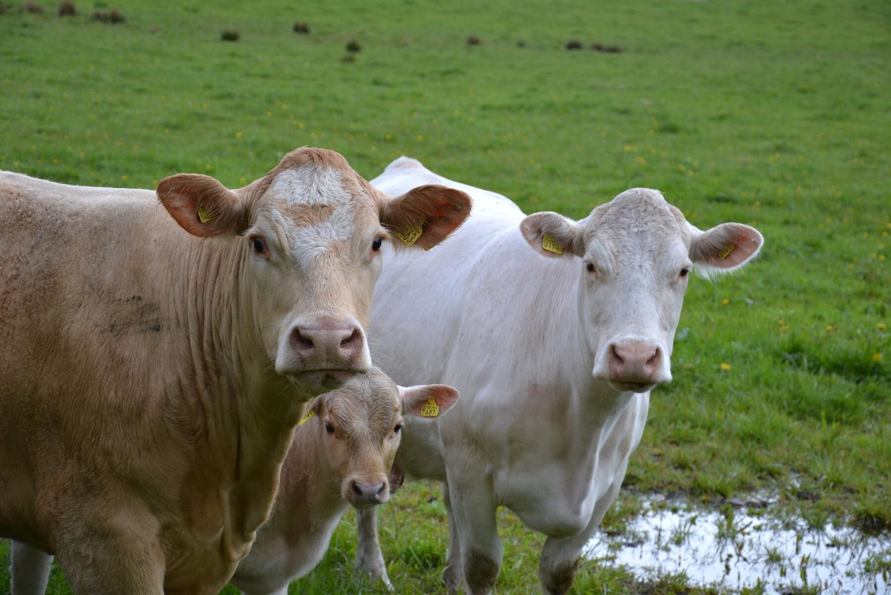 Kravet på att importdjur ska testas för paratuberkulos har hittills setts som ett handelshinder.