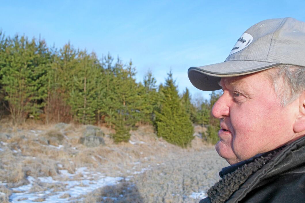 Både forskarna vid SLU och Skogsstyrelsen vill att Sten Ivan Danielsson tar ner det angripna tallbeståndet, flisar och bränner det. Med det skulle bli dyrt, och det är Sten Ivan som får stå för kostnaden.