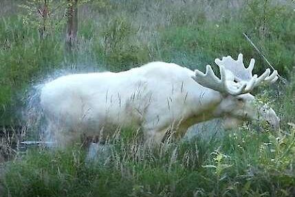 Efter tre års sökande lyckades Hans Nilsson i Eda se den vita älgtjuren.
