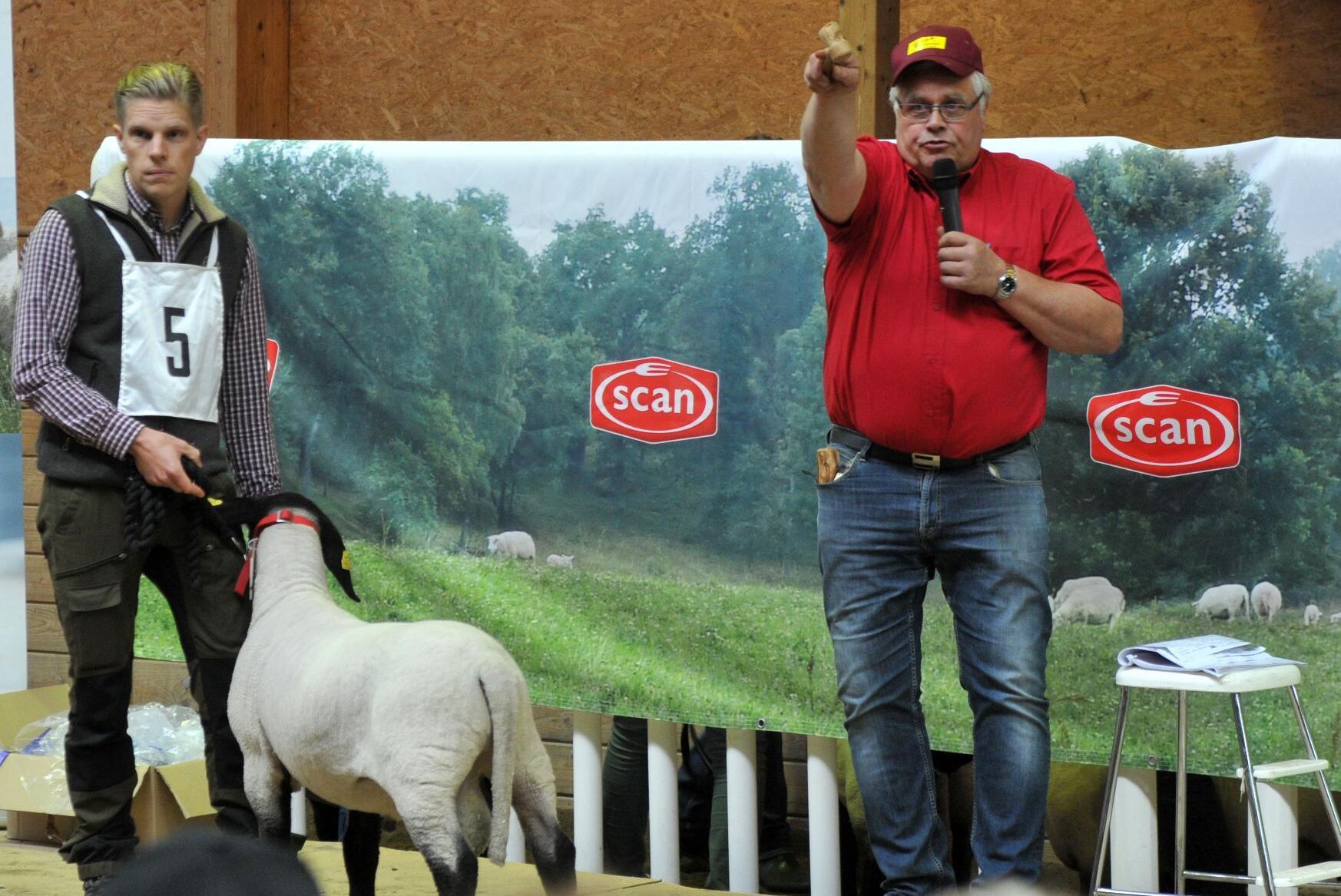 Auktion är nerver och spänning. Här en fin Suffolkbagge till salu.