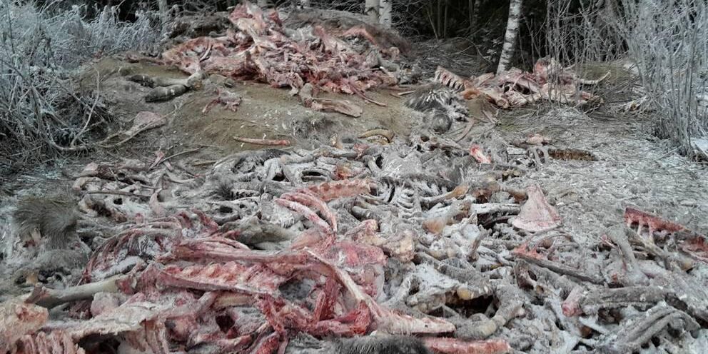 Nu utreder kommunen den olagliga tippen där främst slaktavfall från älg hittades.