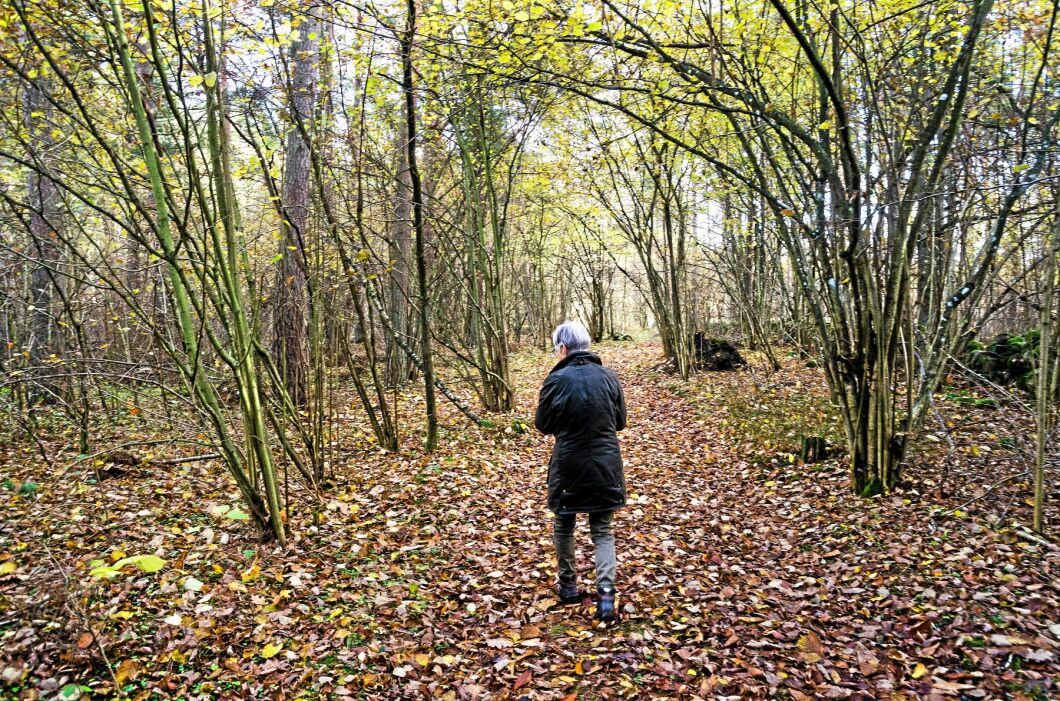 Plocka mat i skogen utifrån säsong och upptäck skogens mångfald. I den öländska skogen finns nötter, svamp, bär och annat ätligt i säsong.