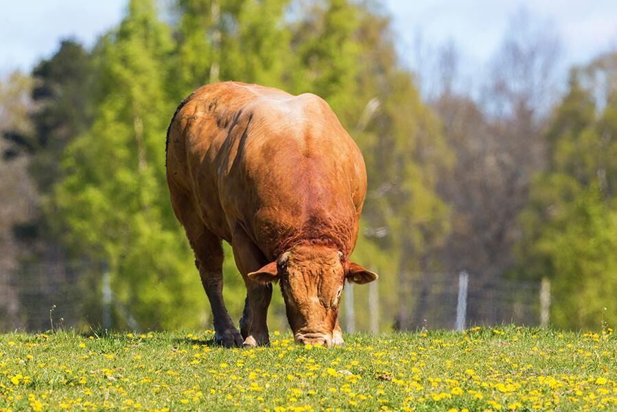 Mer mular, mindre pengar till bredbandsstöd. Det är en omöjlig uppgift att räkna på hur många som drabbas, menar Andreas Mattisson, biträdande avdelningschef på jordbruks- och analysavdelningen när Jordbruksverket måste hårdprioritera för att hålla budgeten.
