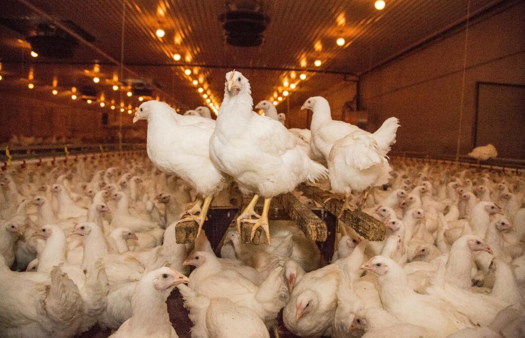 En gård utanför Lund misstänktes ha drabbats av fågelinfluensa H5N8 - men provsvaren var negativa.