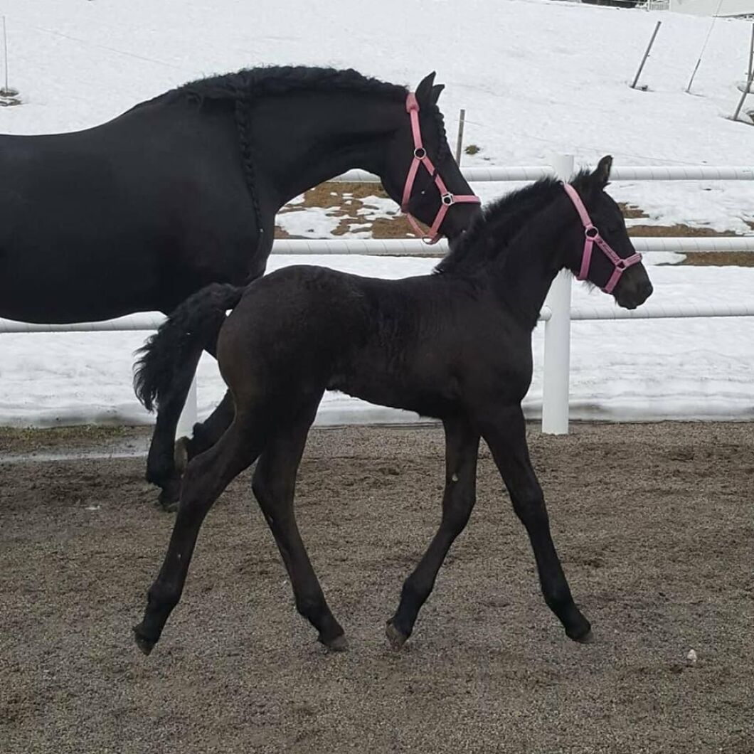 Här är det frieser! Fölet heter Isadora och är efter stallets egen stjärna Elias 494 berättar Therese Lundwall.
