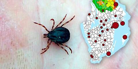 Två nya fästingarter hittade