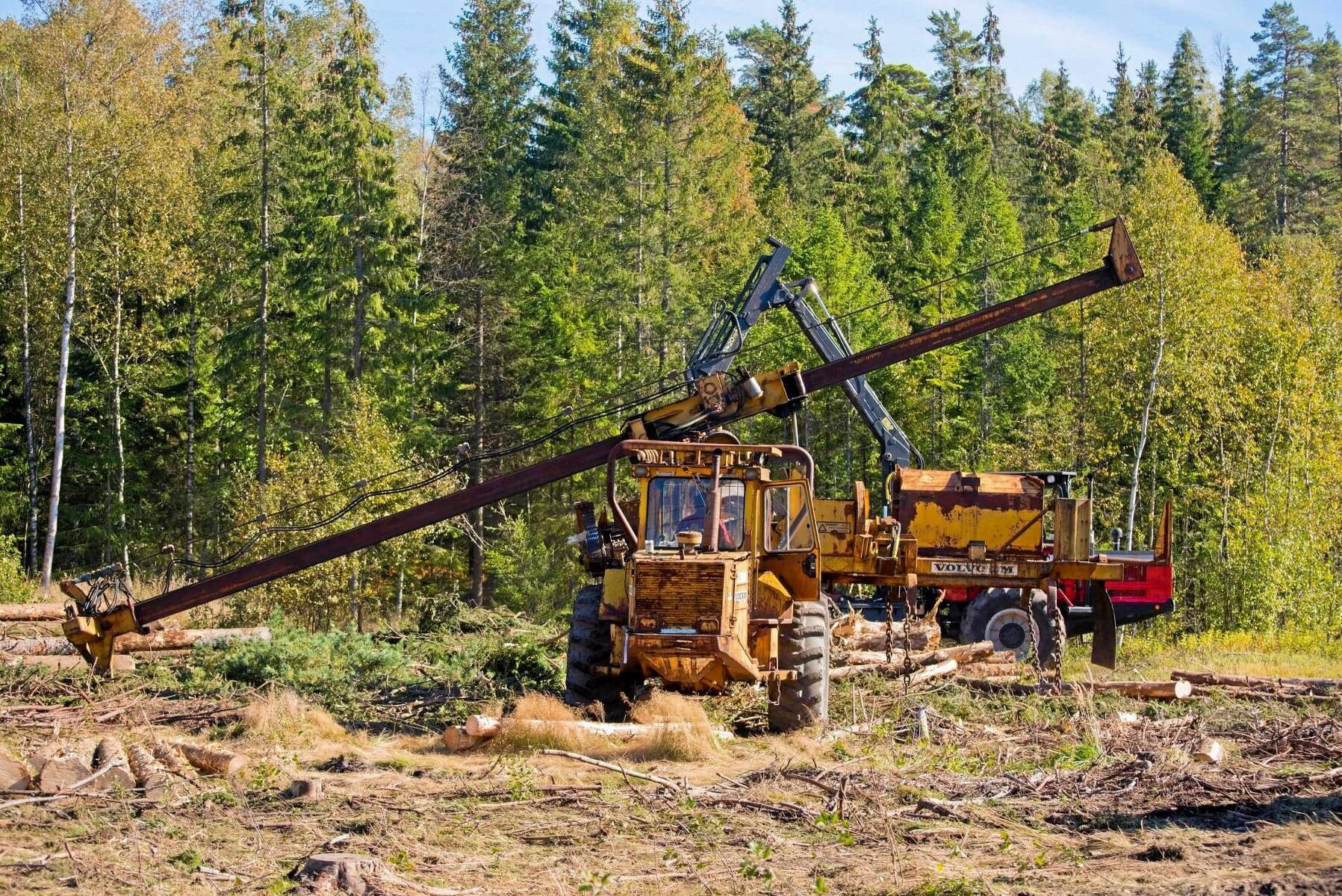 Volvo BM SM 980, bomprocessor som kvistar och kapar redan fällda träd.