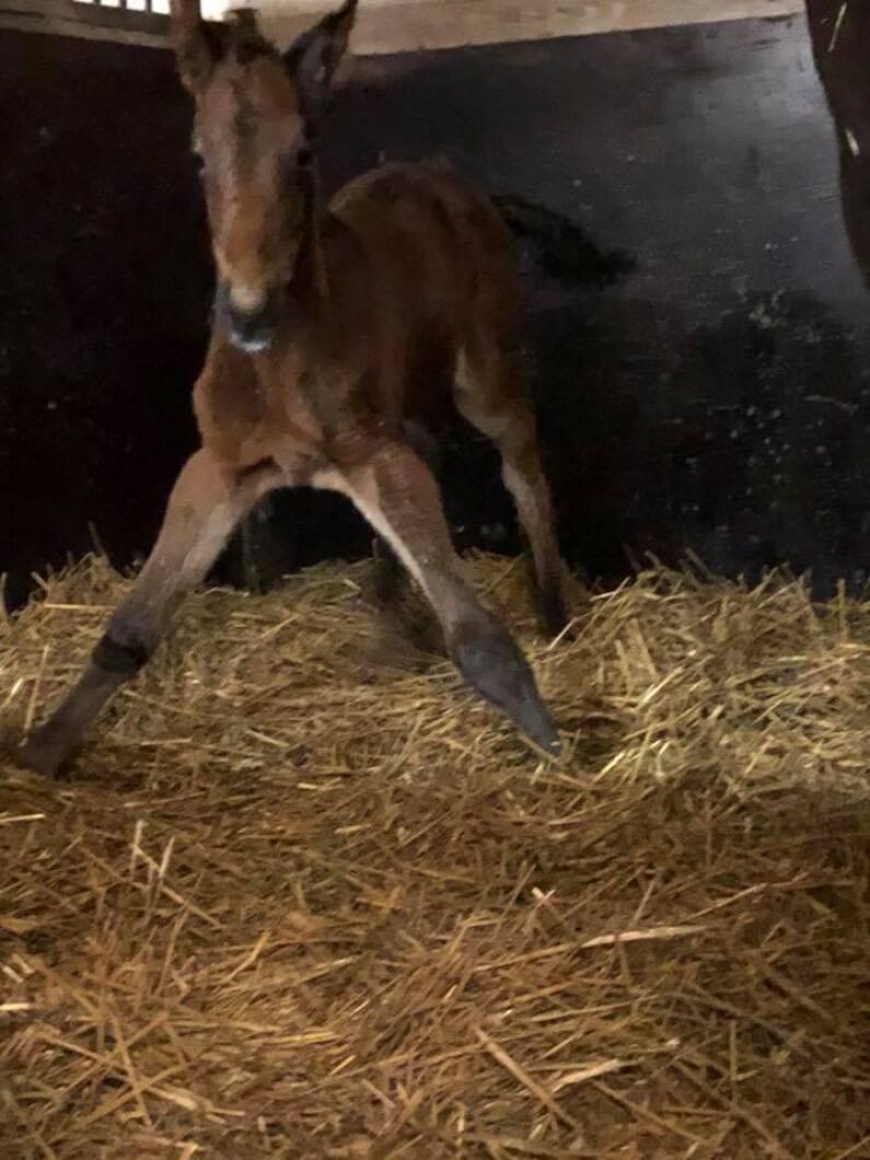 Det där att ta sig upp med så långa ben... Emelie Grahn tog bilden.