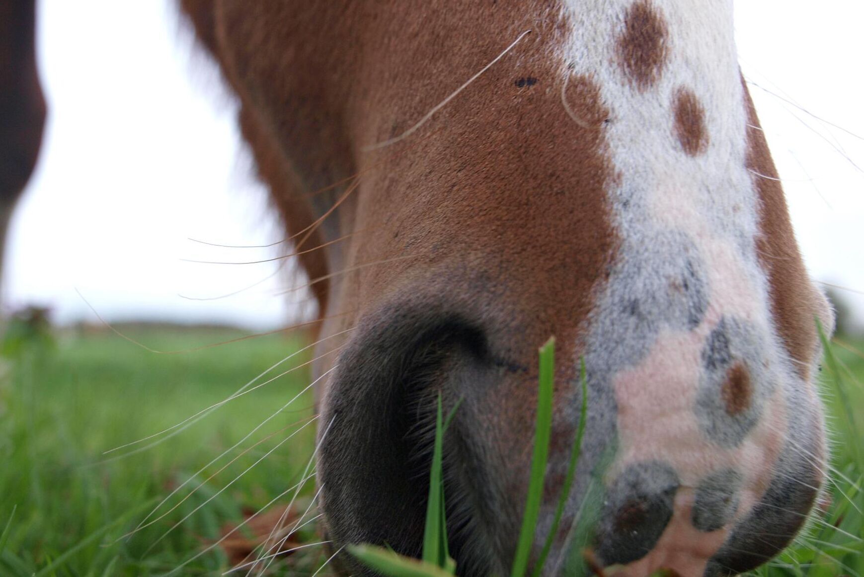 Stärkelserikt gräs kan orsaka fång hos häst. Arkivbild.