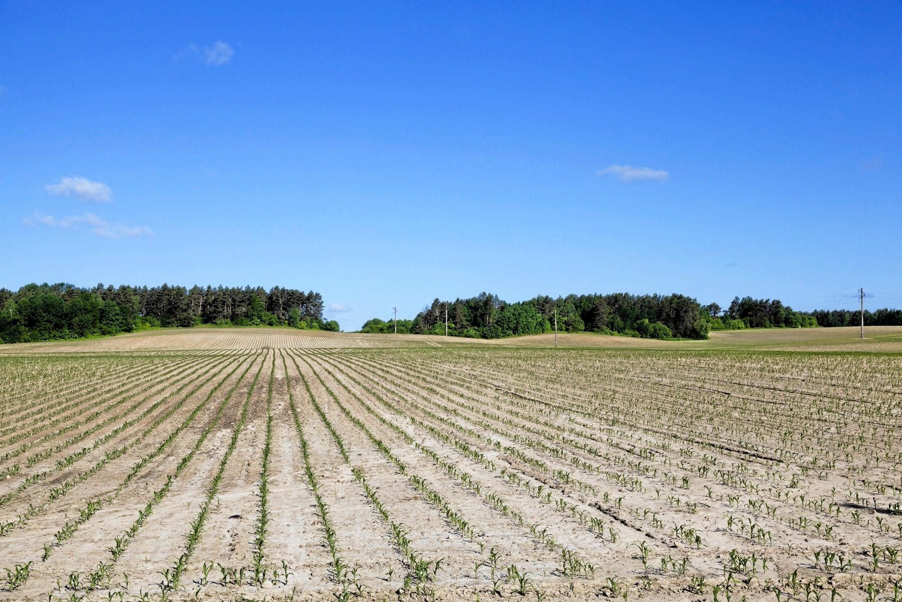 Torkan slår hårt mot lantbrukföretagens ekonomi. Arkivbild.