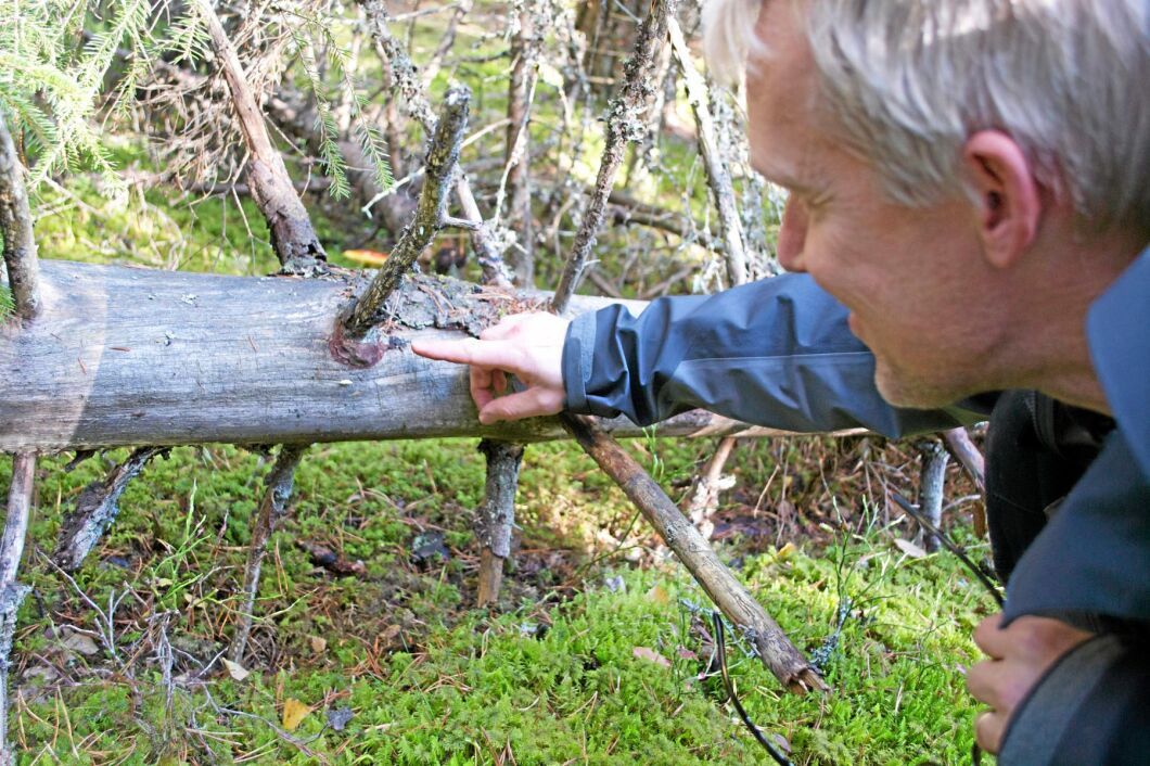 Fann rödlistad art på två minuter