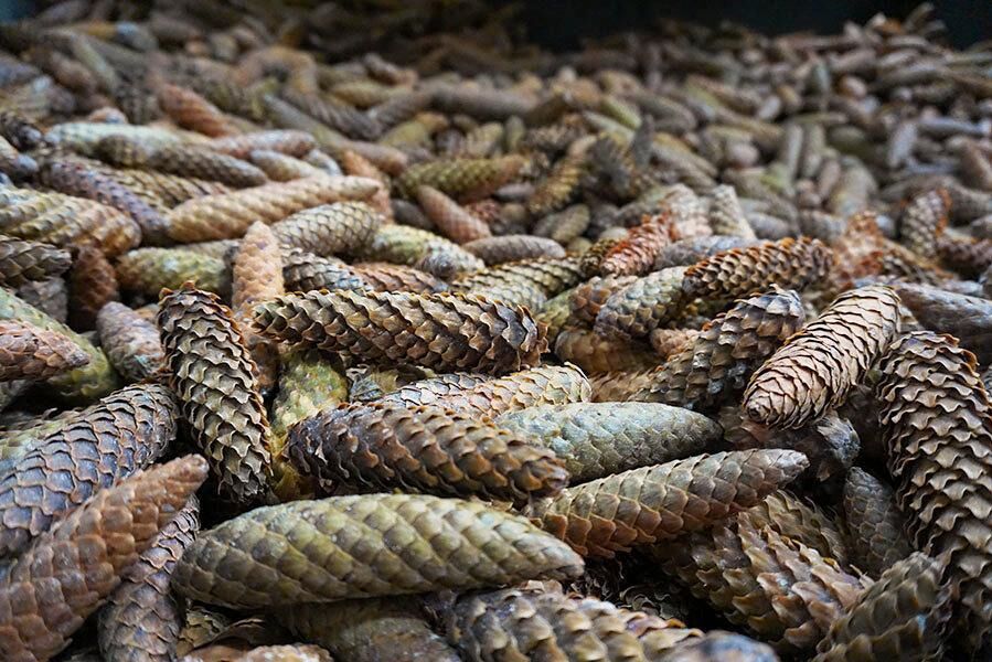 I fjol var det bra väder för granens blomning, och i år blev det gott om kottar. Svenska Skogsplantors skörd av grankottar ser ut att bli fem till tio gånger större än normalt.