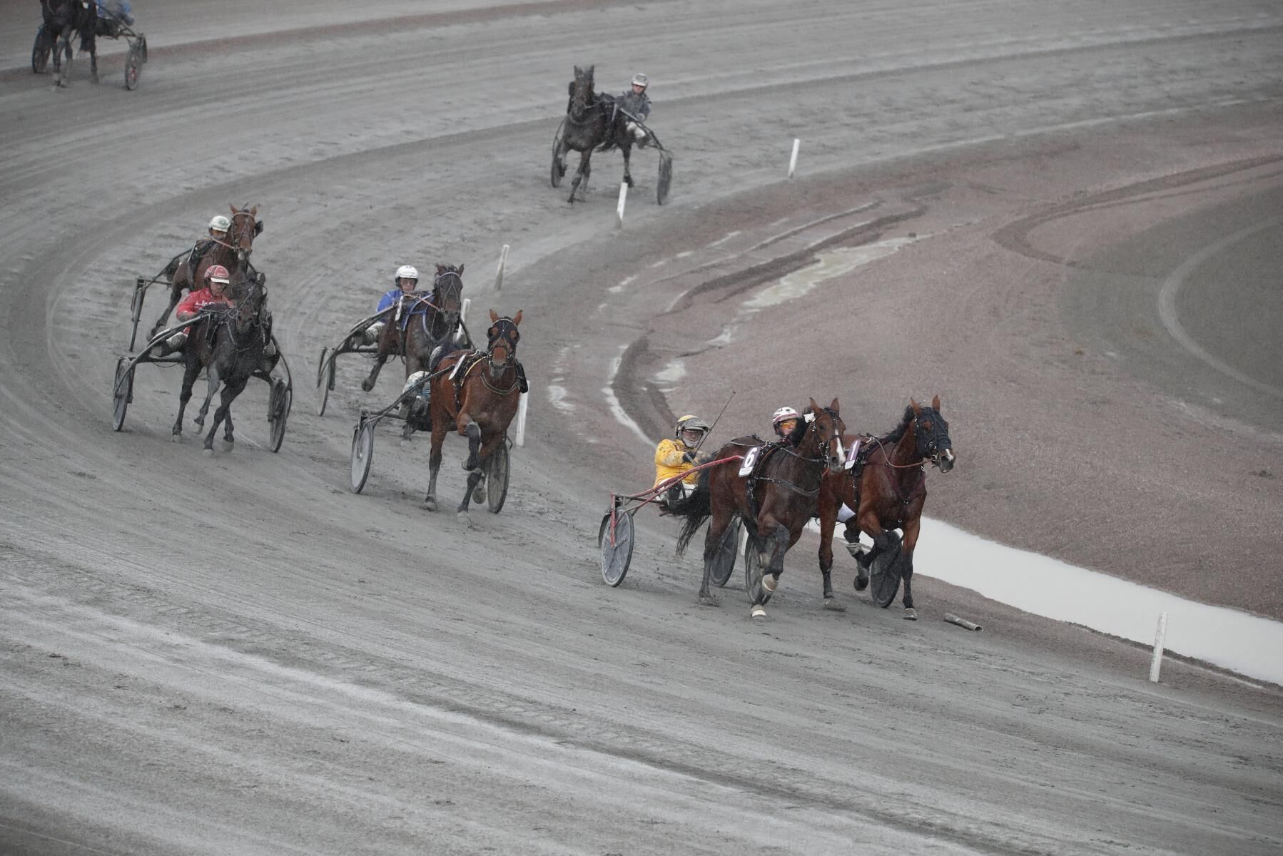Hos travhästar är inflammationer och broskskador förhållandevis vanliga skador.