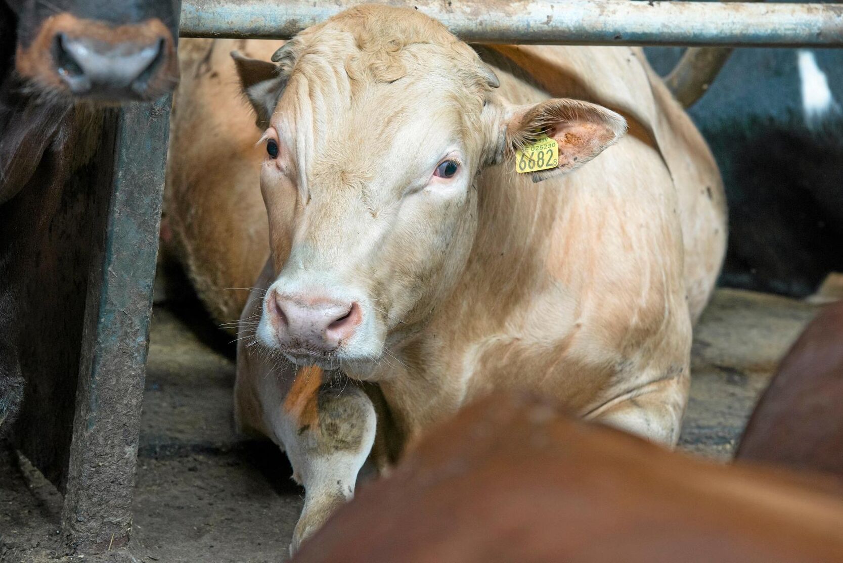 Slakten av storboskap växer på de flesta slakterierna.