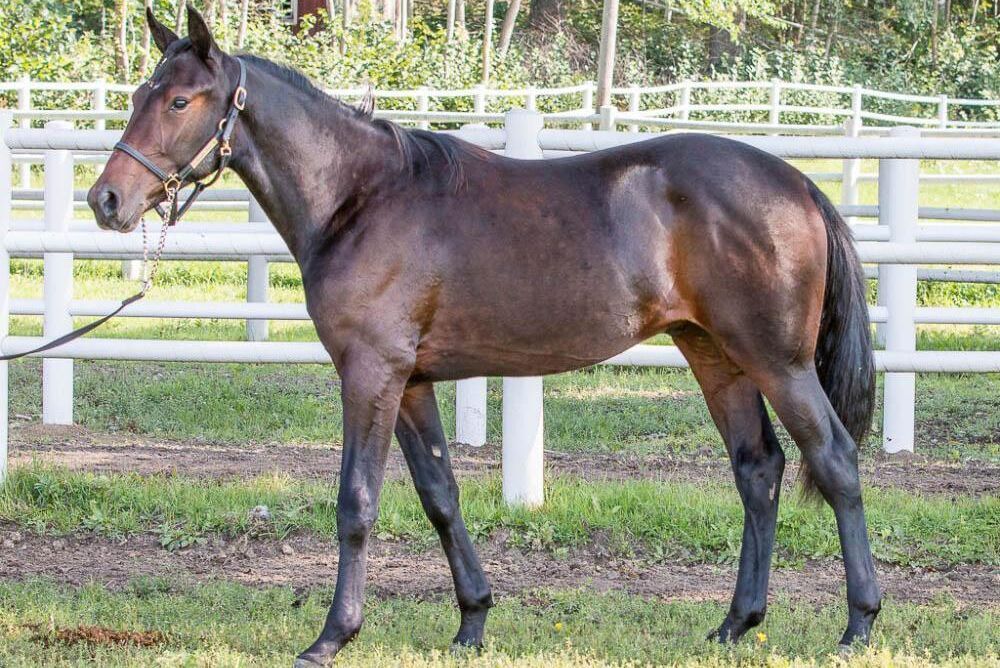 Timotejs Jackpot blev Kriterieauktionens dyraste häst när han såldes för en miljon kronor. Uppfödd av Stall Timotej AB och visad av Västerbo Stuteri.