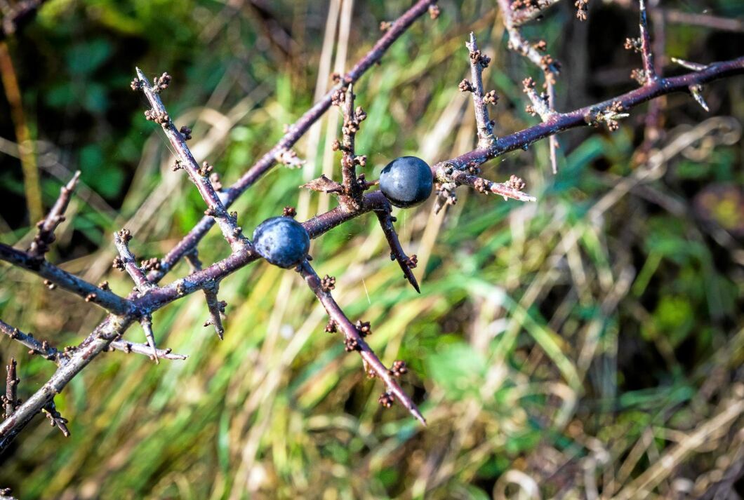Slånbär kan bland annat användas till gelé, vin, saft och likör.